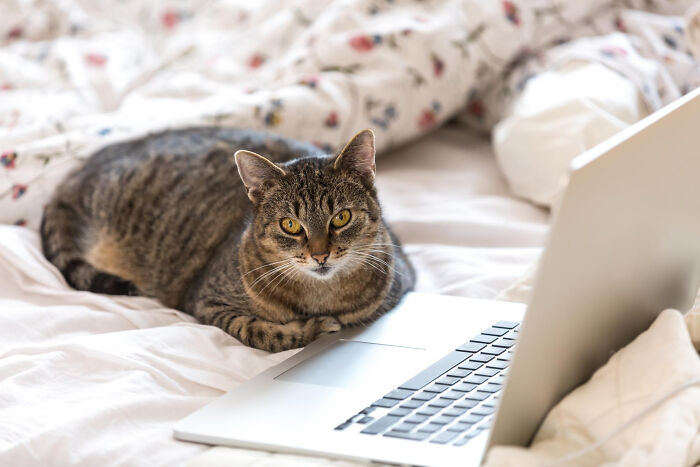 Tabby cat lying on a bed next to a laptop, illustrating the most destructive thing cat ever done in a home setting.