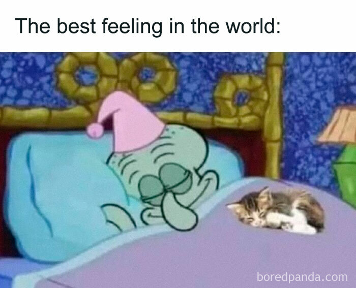 Squidward from SpongeBob sleeping happily with a small kitten under a purple blanket, showcasing cat memes content.