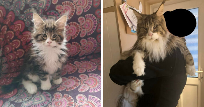 Side-by-side images showing the change from kitten to cat.