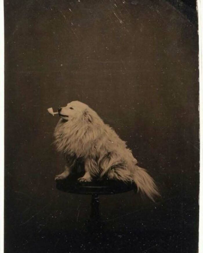 Confusing image of a fluffy dog with a pipe, sitting on a stool in a dark vintage-style photo.
