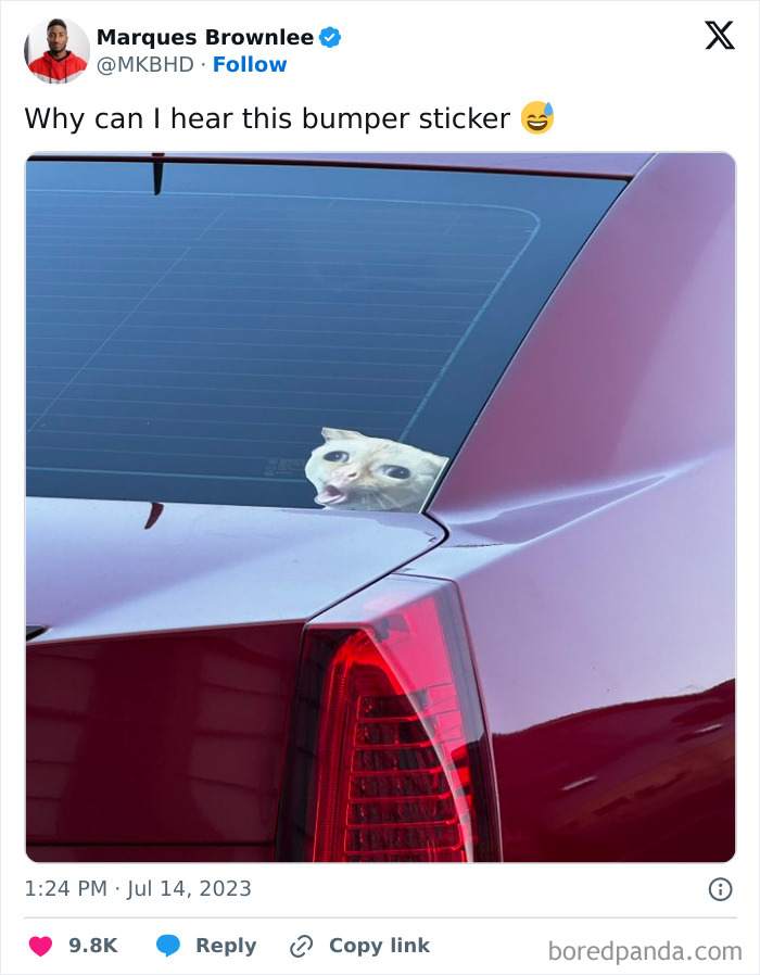 Sticker of a surprised cat face peeking from the rear window of a maroon car, showcasing clever and hilarious bumper stickers.
