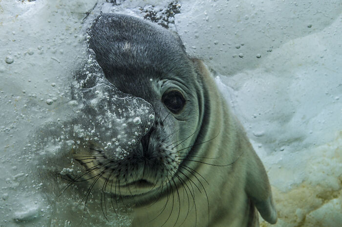 Close-up photo of a curious seal underwater with bubbles, showcasing deep sea mysterious creatures from stunning pics.