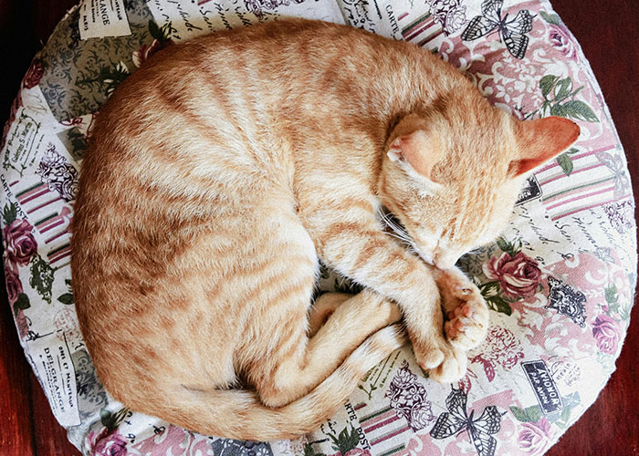 Orange tabby cat curled up sleeping on a floral patterned cushion, showcasing cozy cat hacks owners discovered.