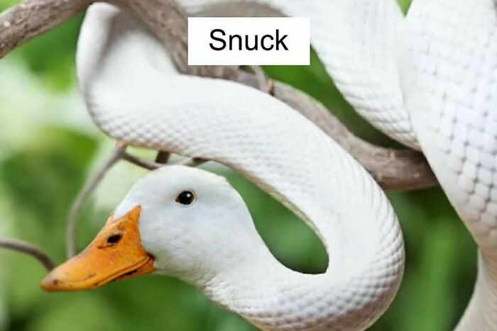 Confusing image of a snake twisted around a branch that seamlessly transitions into a duck's head.