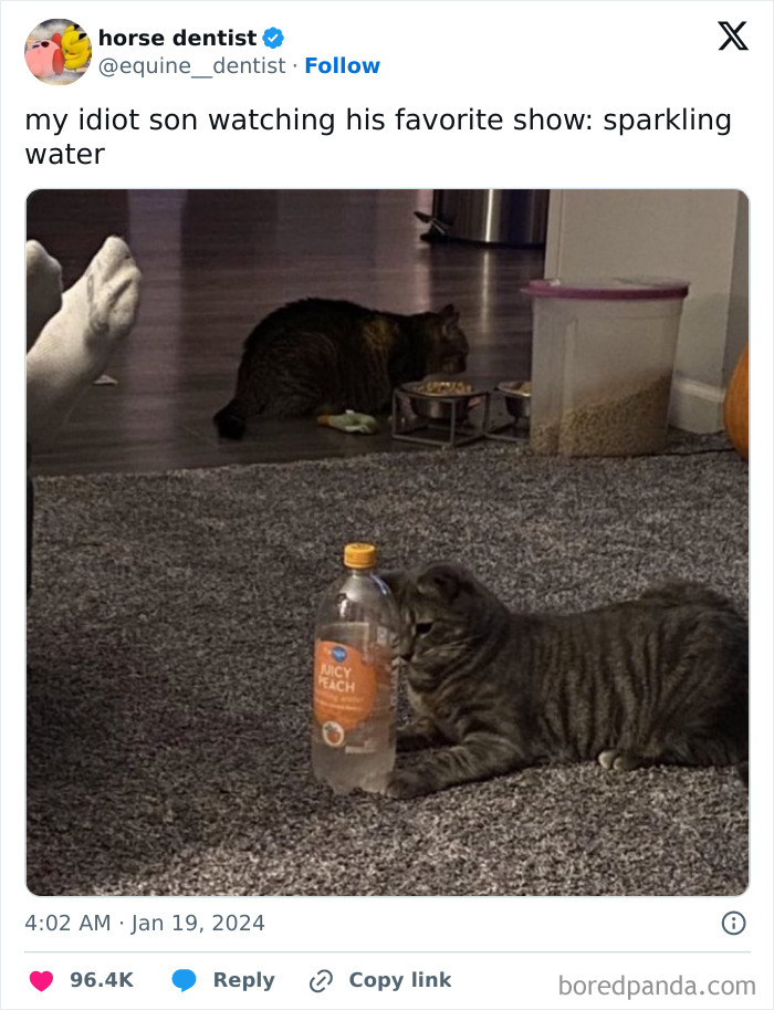 Cat lying on carpet staring at a sparkling water bottle, shared in hilarious tweets people couldn’t help but share.