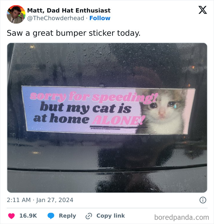 Bumper sticker on a car window showing a sad kitten with a funny message about speeding and a cat alone at home.