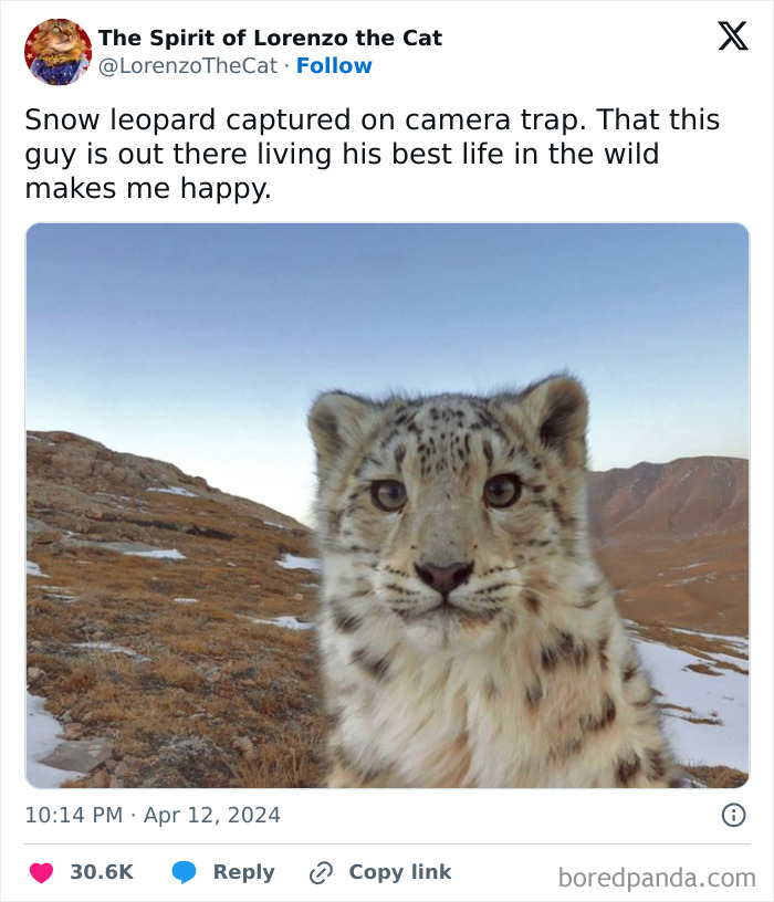Close-up of a snow leopard in its natural habitat, offering a daily serotonin boost with its wild beauty.