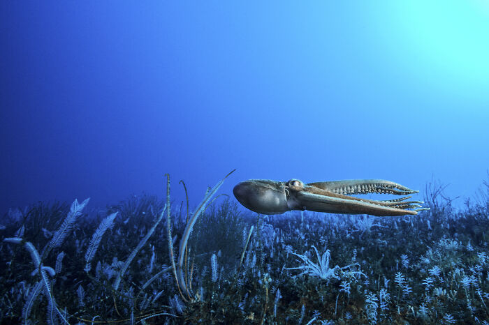 Deep sea mysterious creature swimming above ocean floor with corals, captured in stunning underwater photography.