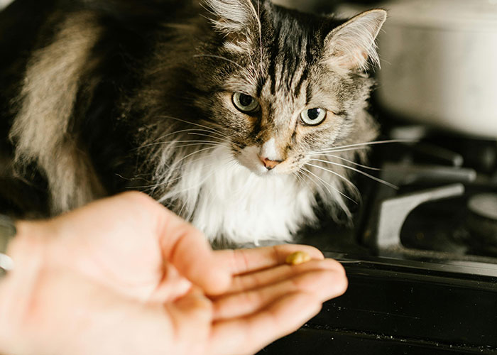 Curious cat inspecting a small treat in an owner's hand, illustrating bizarre cat hacks owners discovered that actually work.