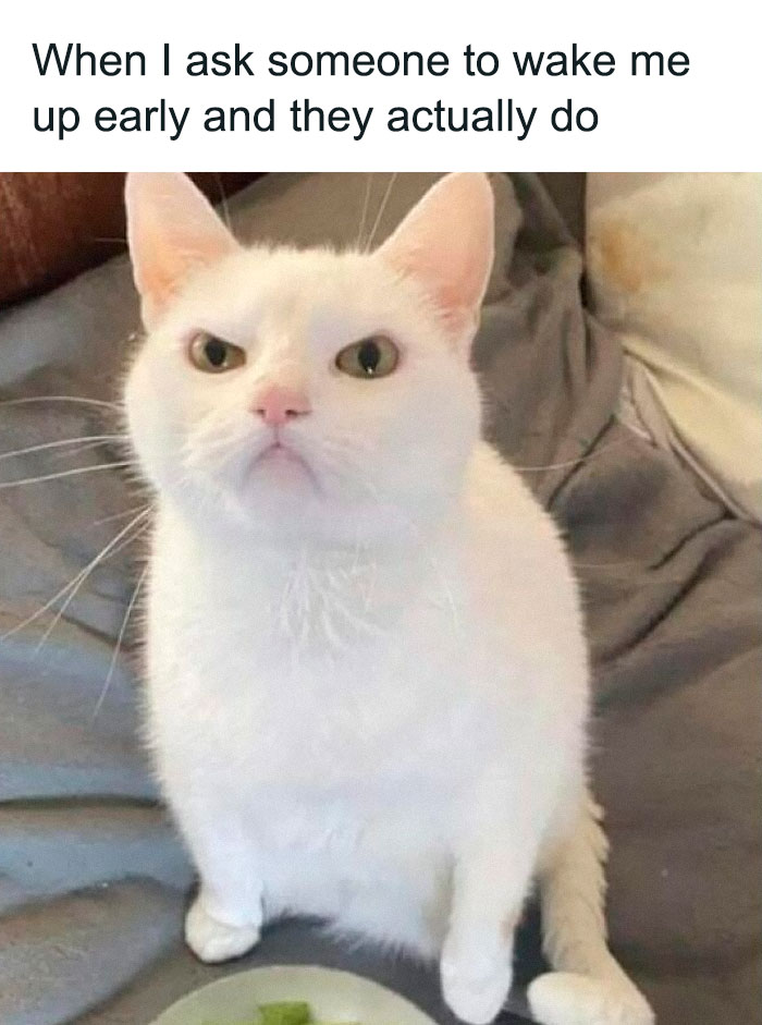 White cat with an annoyed expression sitting on a bed, relatable cat meme for cat lovers and pspsp cat interactions.