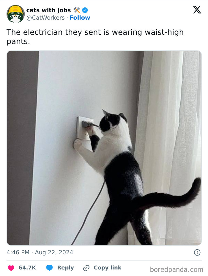 Black and white cat standing on hind legs, pawing at a wall outlet in a humorous cat meme post.