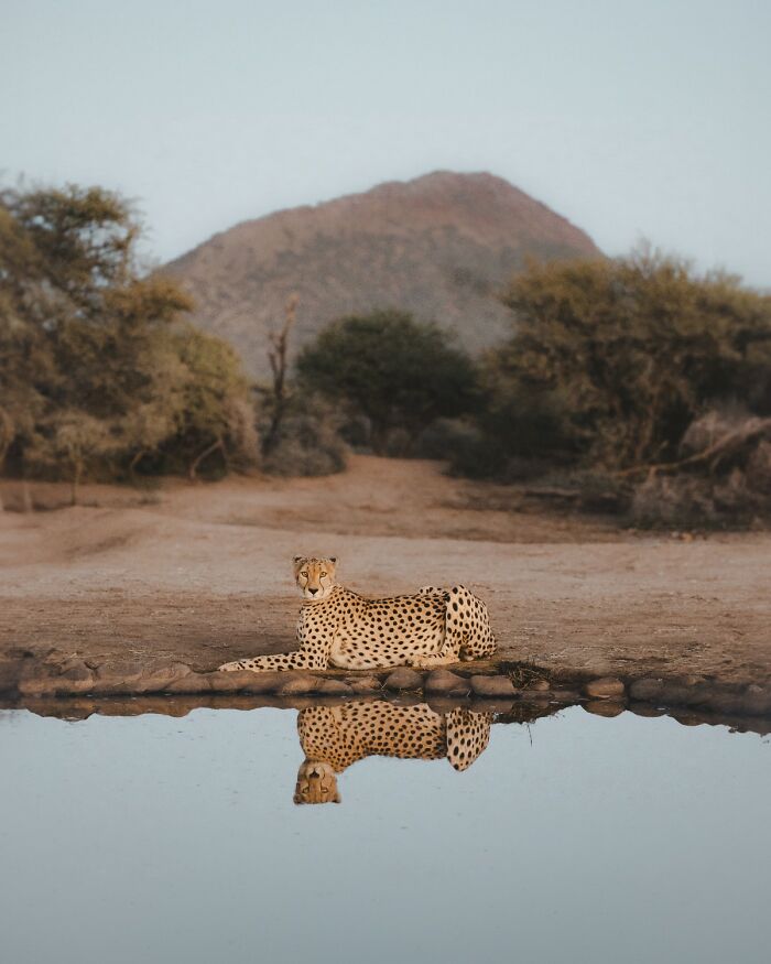 Cheetah resting by water with clear reflection, captured as part of 1839 awards winning photos in photography contest.