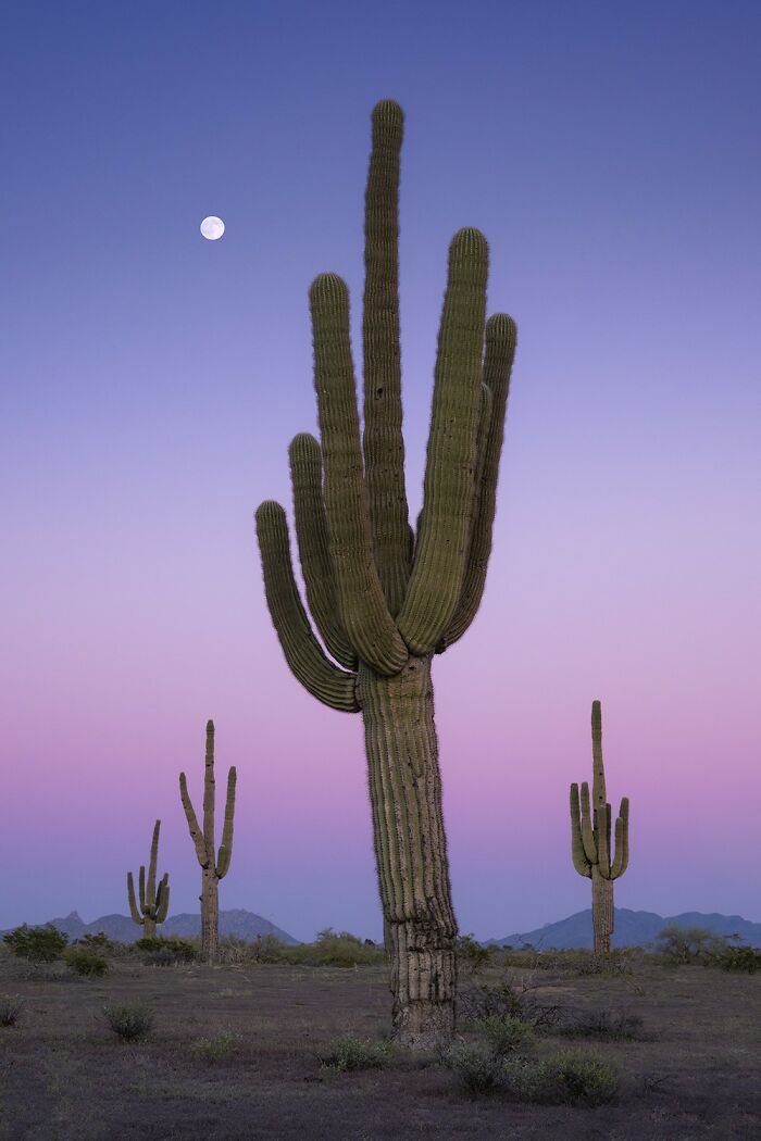 Tall saguaro cacti under a twilight sky with a visible moon, featured in award-winning photographer contest photos.