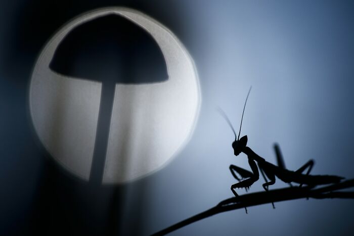 Silhouette of a praying mantis on a branch with a large round light in the background, award-winning photography style.