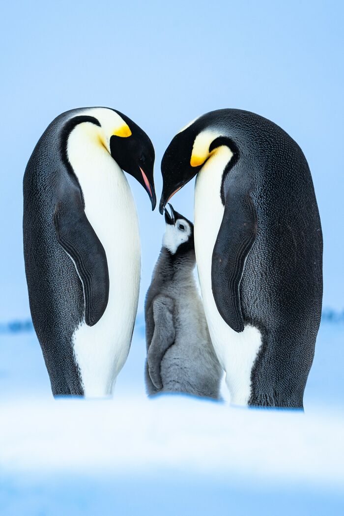 Penguin family captured in an award-winning photo from the 2025 Photographer of the Year contest.