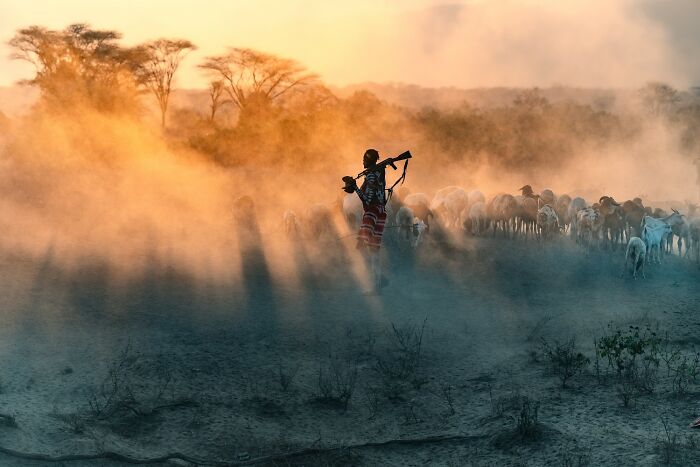 Photographer walking with camera among sheep in a misty landscape, capturing award-winning photos for 2025 contest.