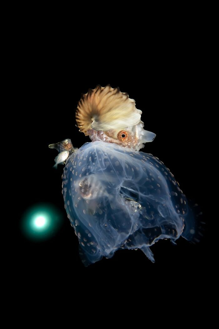 Underwater macro image of a marine creature showcasing one of the award-winning photos in the 1839 Awards contest.