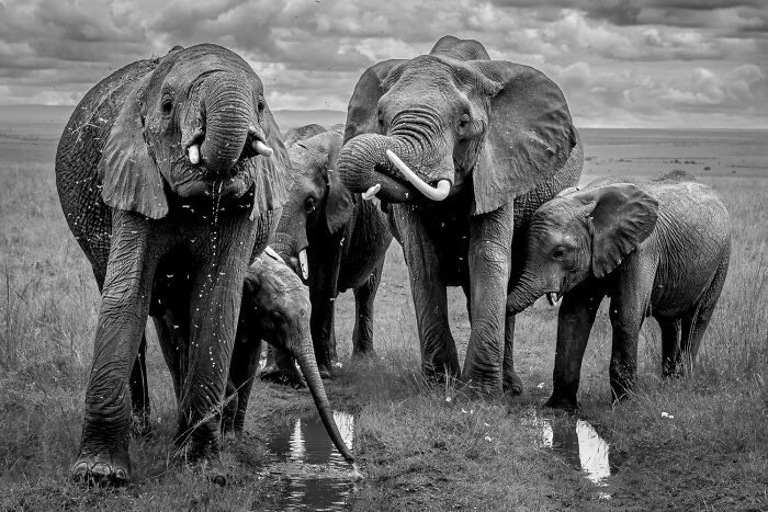 Herd of elephants drinking water in a black and white photo, featured in award-winning 2025 Photographer Of The Year contest.