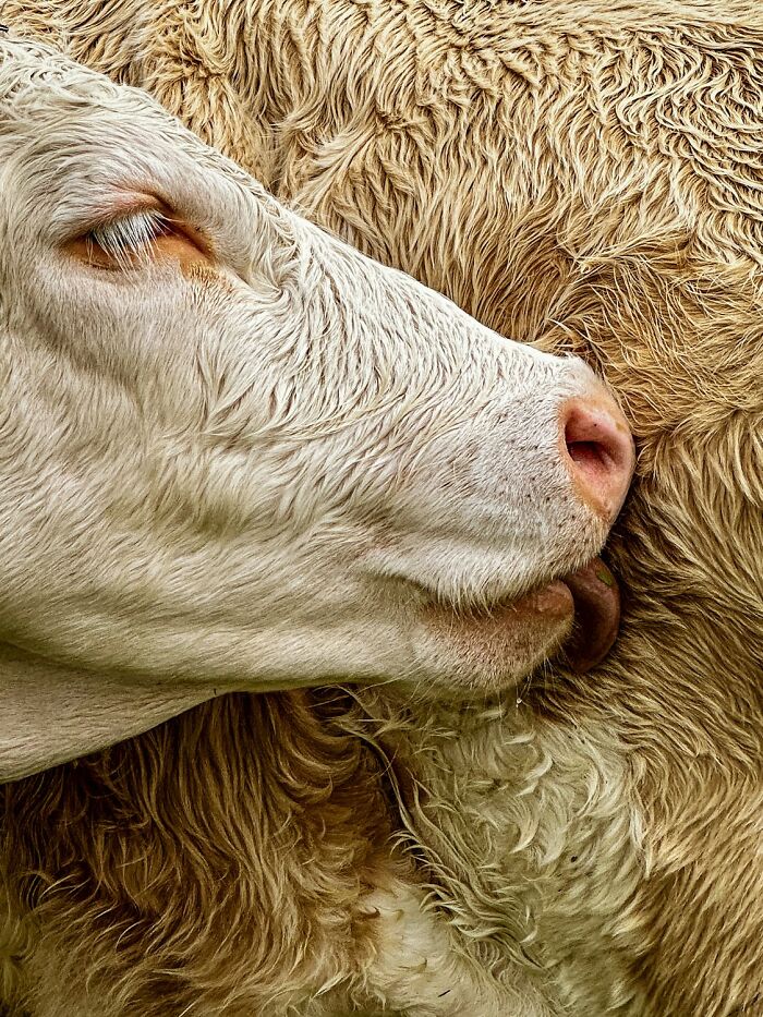 Close-up of a cow's face with its tongue out, showcasing detailed textures in an award-winning photography contest.
