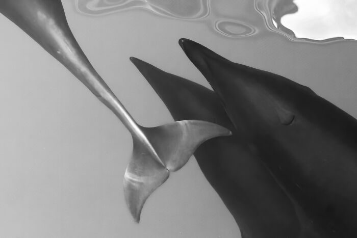 Black and white close-up photo of dolphins underwater featured in award-winning photography contest.