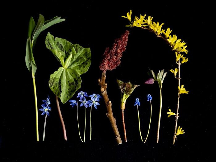 Award-winning floral still life photo with various colorful blooms and leaves against a black background.