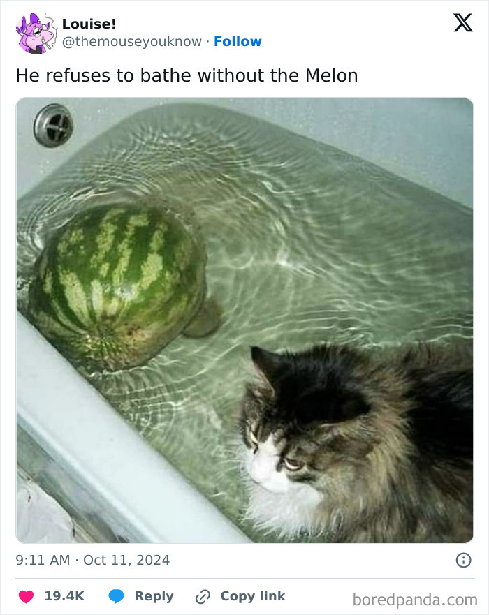 Fluffy cat sitting in a bathtub next to a floating watermelon, showing how goofy cats can be unaware of their surroundings.