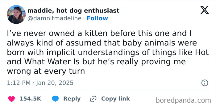 Tweet about owning a kitten for the first time, humorously sharing a relatable pet experience in hilarious tweets.