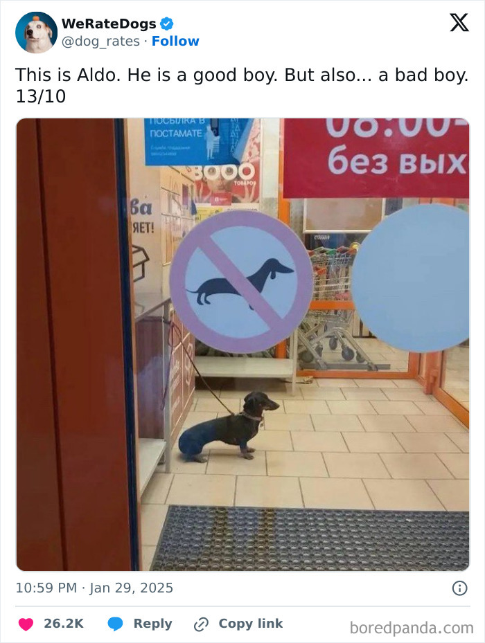 Small dachshund dog wearing a sweater outside a store with a no dogs allowed sign in the window, cute dog review context.