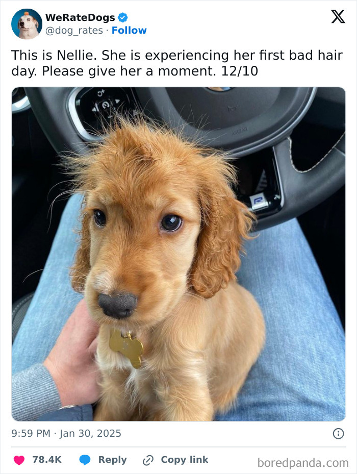 Adorable dog with a messy fur sitting on a person’s lap inside a car, featured on We Rate Dogs wholesome page.