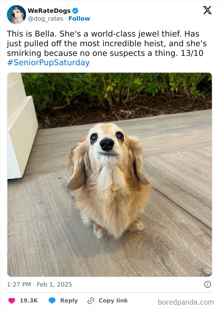 Adorable dog with fluffy light brown fur sitting on wooden floor, featured by We Rate Dogs for wholesome reviews.