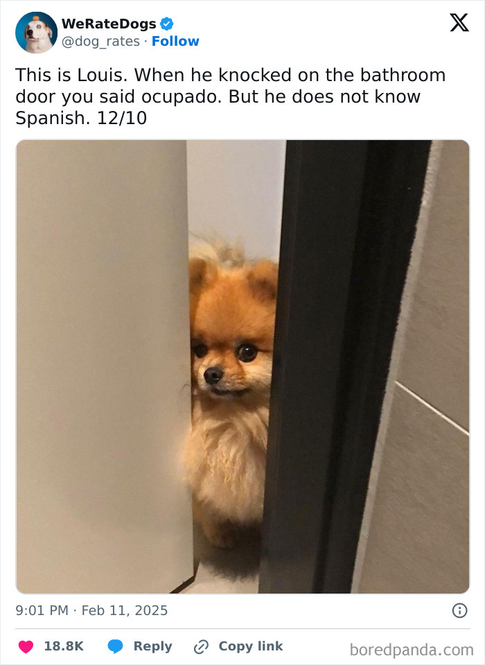 Small fluffy dog peeking through a slightly open door in a cute moment from the adorable dogs reviewed by We Rate Dogs.