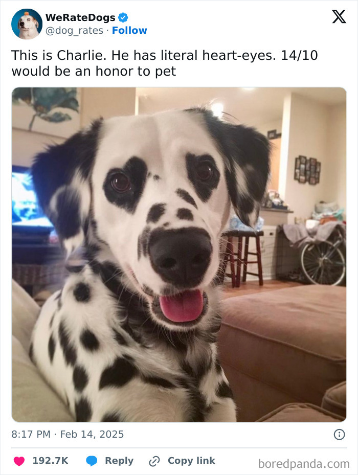 Dalmatian dog with heart-shaped black spots on face, reviewed by We Rate Dogs, sitting indoors with tongue out.