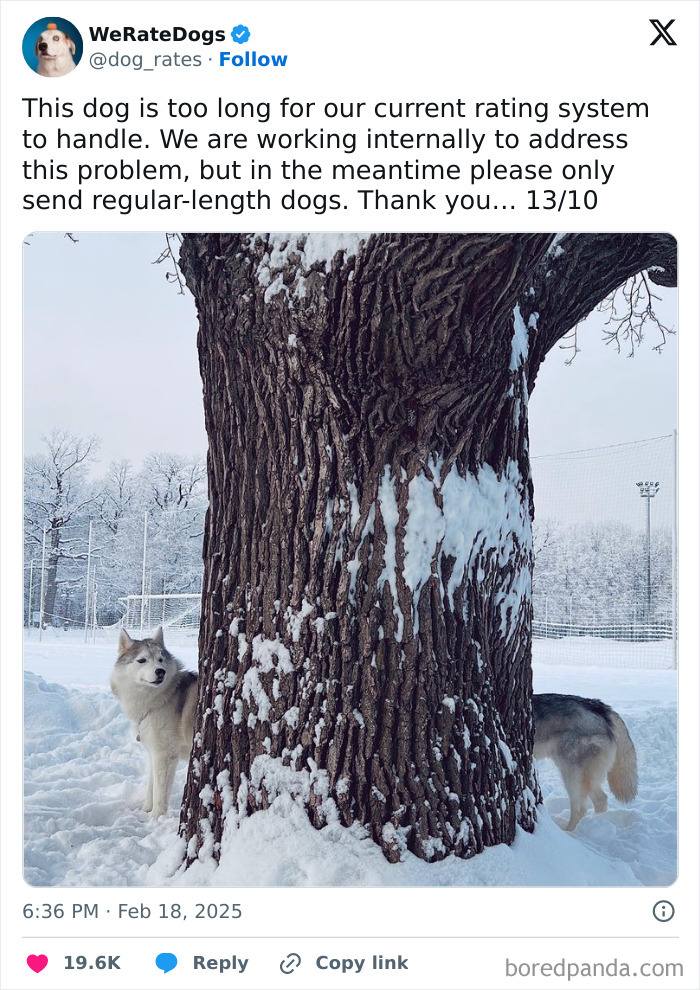 Adorable dog partially hidden behind a large snow-covered tree in a winter landscape, reviewed by We Rate Dogs.