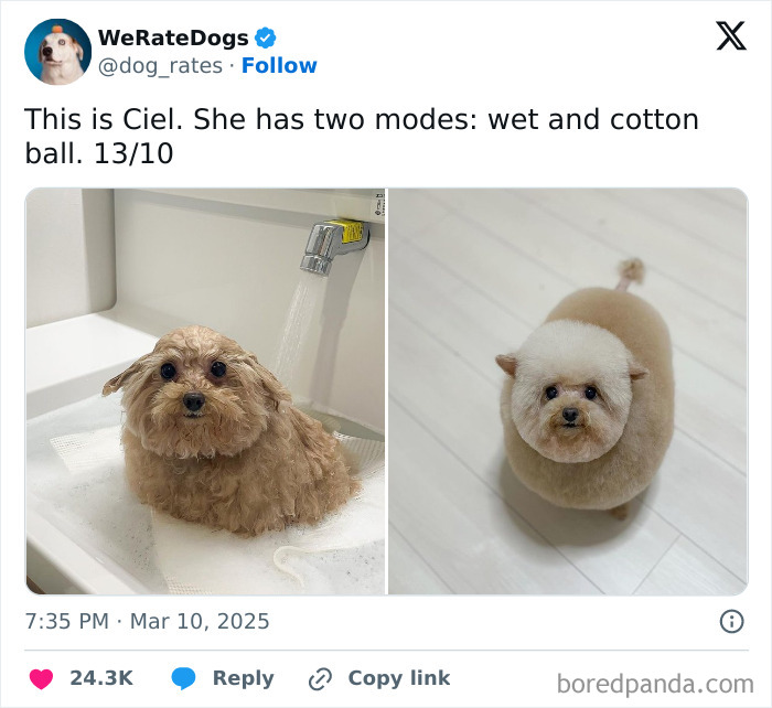 Small adorable dog soaked in a sink and the same dog groomed into a round cotton ball shape indoors.