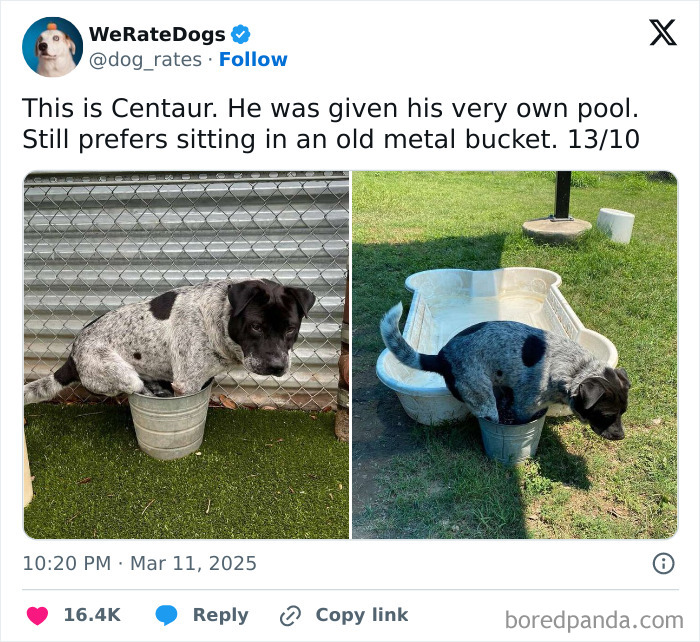 Cute dog sitting in a small metal bucket next to a larger pool, featured in adorable dogs reviewed by We Rate Dogs.