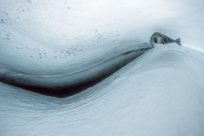 Seal swimming near icy underwater crevice in deep sea, captured by diver and photographer specializing in mysterious creatures.