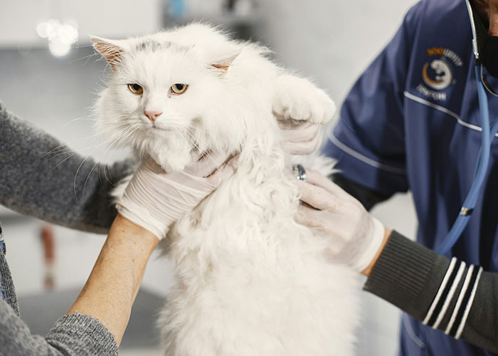 White fluffy cat being held by a vet and an owner wearing gloves during a checkup with bizarre cat hacks for care.