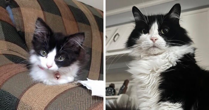 Black and white cat growing from kitten to cat shown in two side-by-side photos on furniture and indoors.