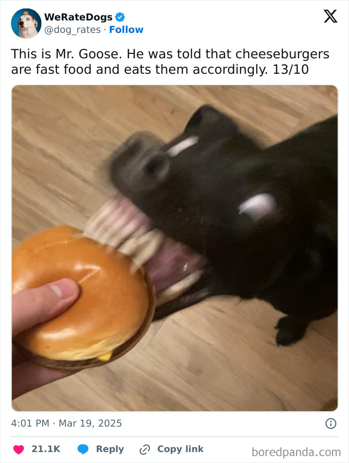 Black dog eagerly biting a cheeseburger held by a hand, featured in adorable dogs reviewed by We Rate Dogs.
