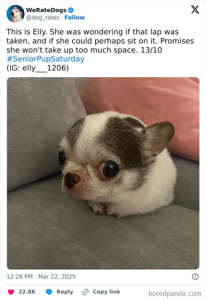 Small adorable dog with big eyes resting on a gray couch, featured in 80 adorable dogs reviewed by We Rate Dogs.