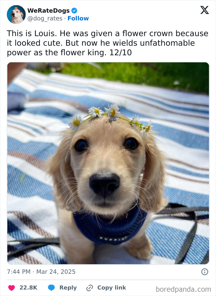 Adorable dog wearing a flower crown resting on a striped blanket, reviewed by the internet’s favorite wholesome dogs page.