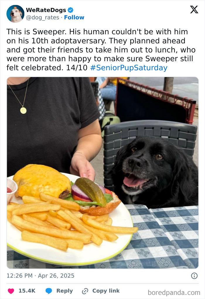 Black dog happily looking at a cheeseburger and fries on a plate outdoors, featured by We Rate Dogs wholesome page.