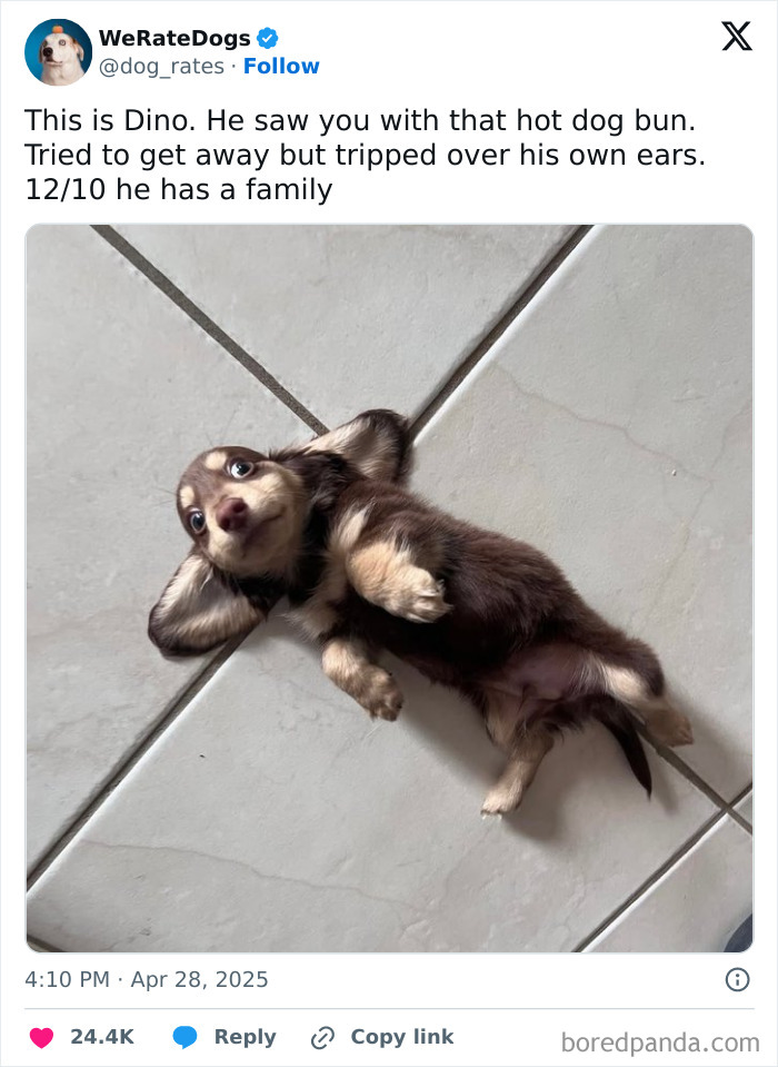 Small adorable dog lying on tiled floor with a playful expression, featured by the internet’s favorite wholesome page We Rate Dogs.