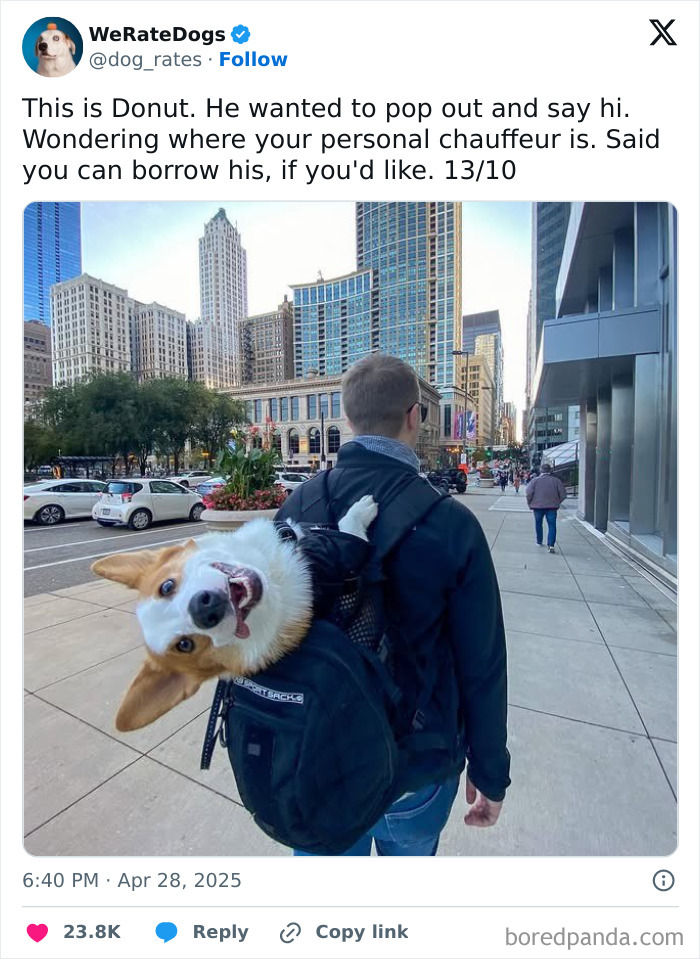 Happy corgi peeking out of a backpack on a city sidewalk, featured in adorable dogs reviewed by We Rate Dogs.