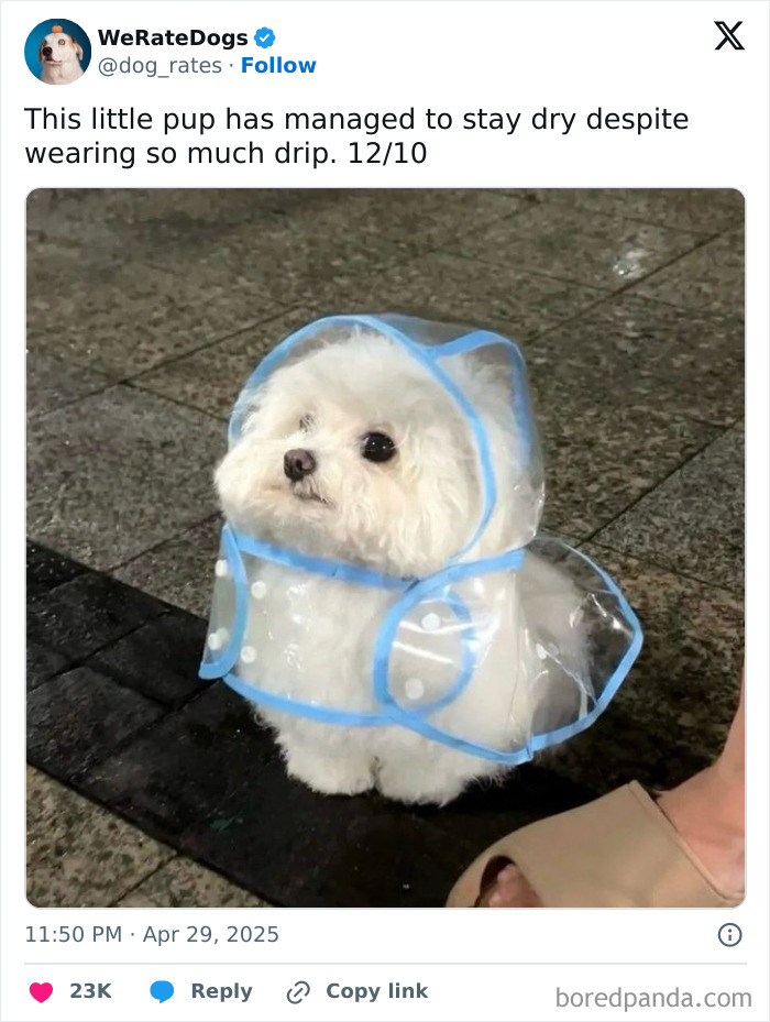 Small white dog wearing a clear raincoat staying dry, one of the adorable dogs reviewed by We Rate Dogs social media page.