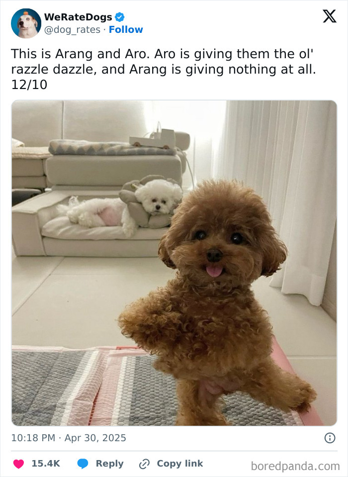 Two adorable dogs featured by We Rate Dogs, one posing playfully in the foreground, the other resting on a couch.