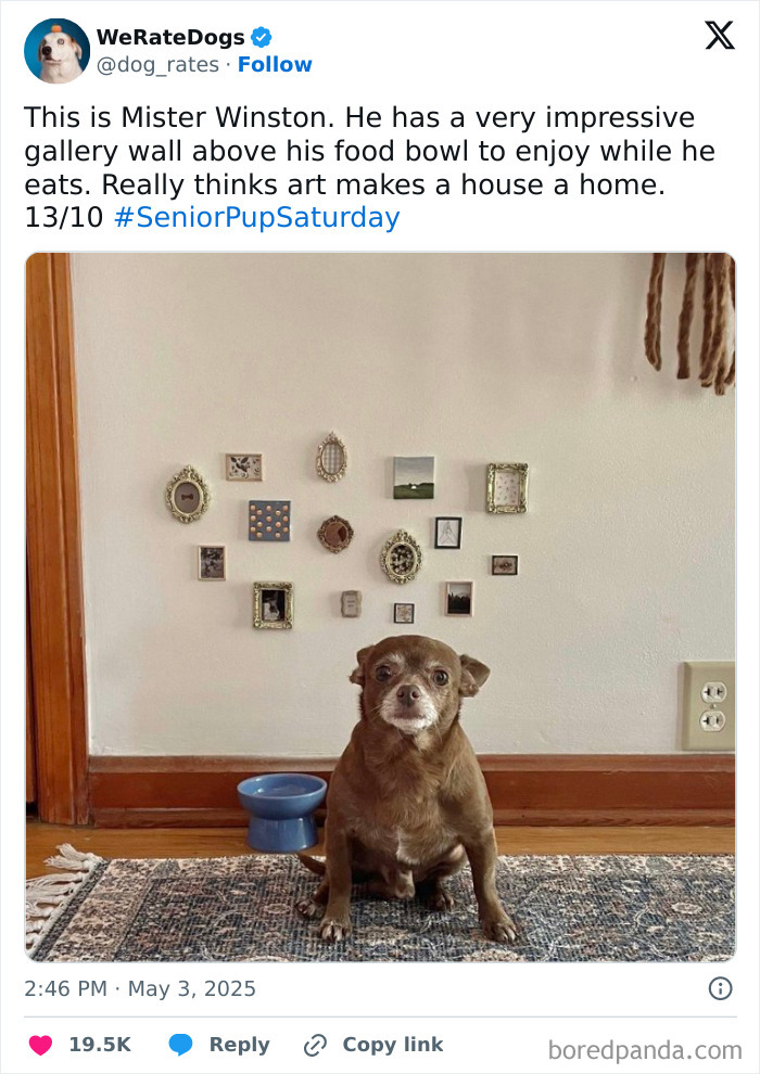 Small brown dog sitting on a rug under a gallery wall by its food bowl, featured in adorable dogs reviewed by We Rate Dogs.