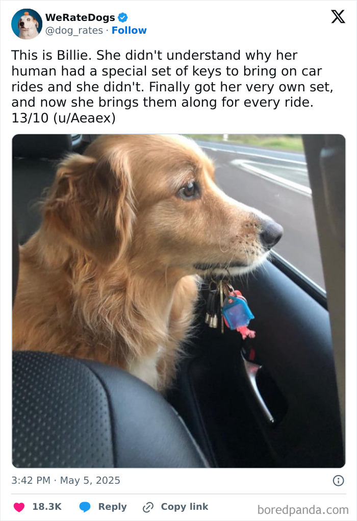 Golden retriever dog holding keys in its mouth while sitting in a car, featured in adorable dogs reviewed by We Rate Dogs.