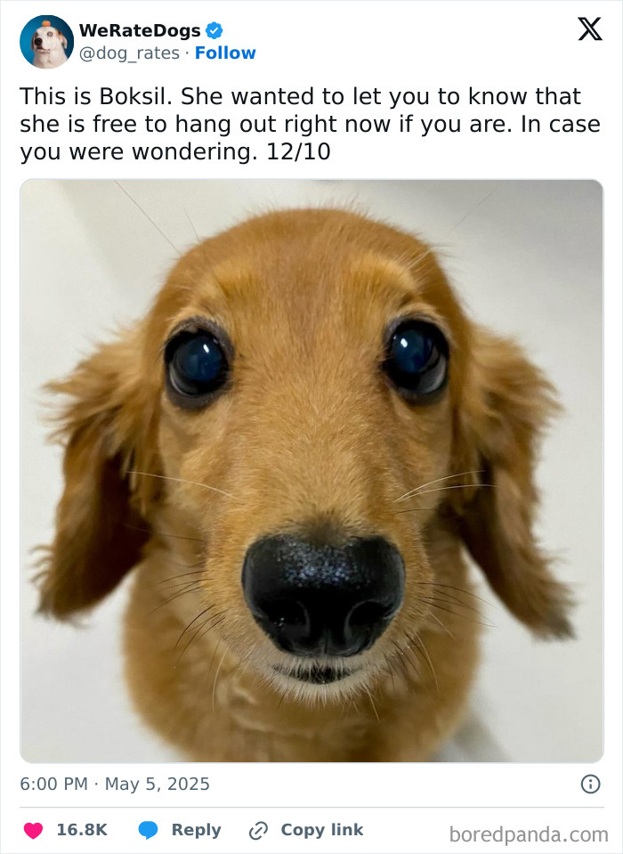 Close-up of an adorable dog with big eyes, reviewed by the internet’s favorite wholesome page We Rate Dogs.