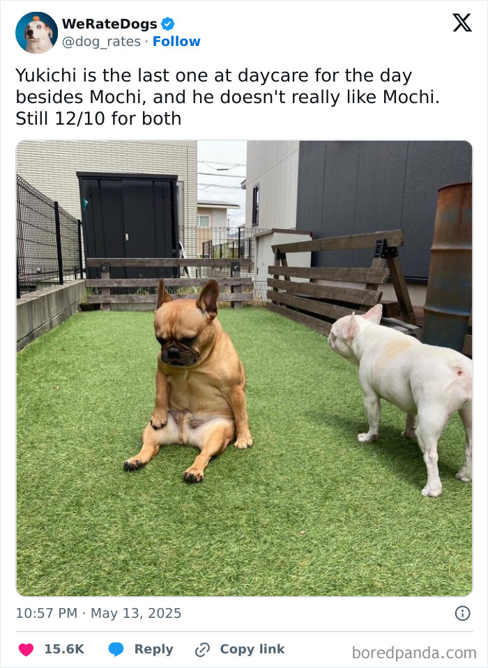 Two adorable dogs on artificial grass in a fenced yard, showing cute and wholesome dog behavior outdoors.